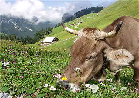 niedwalden